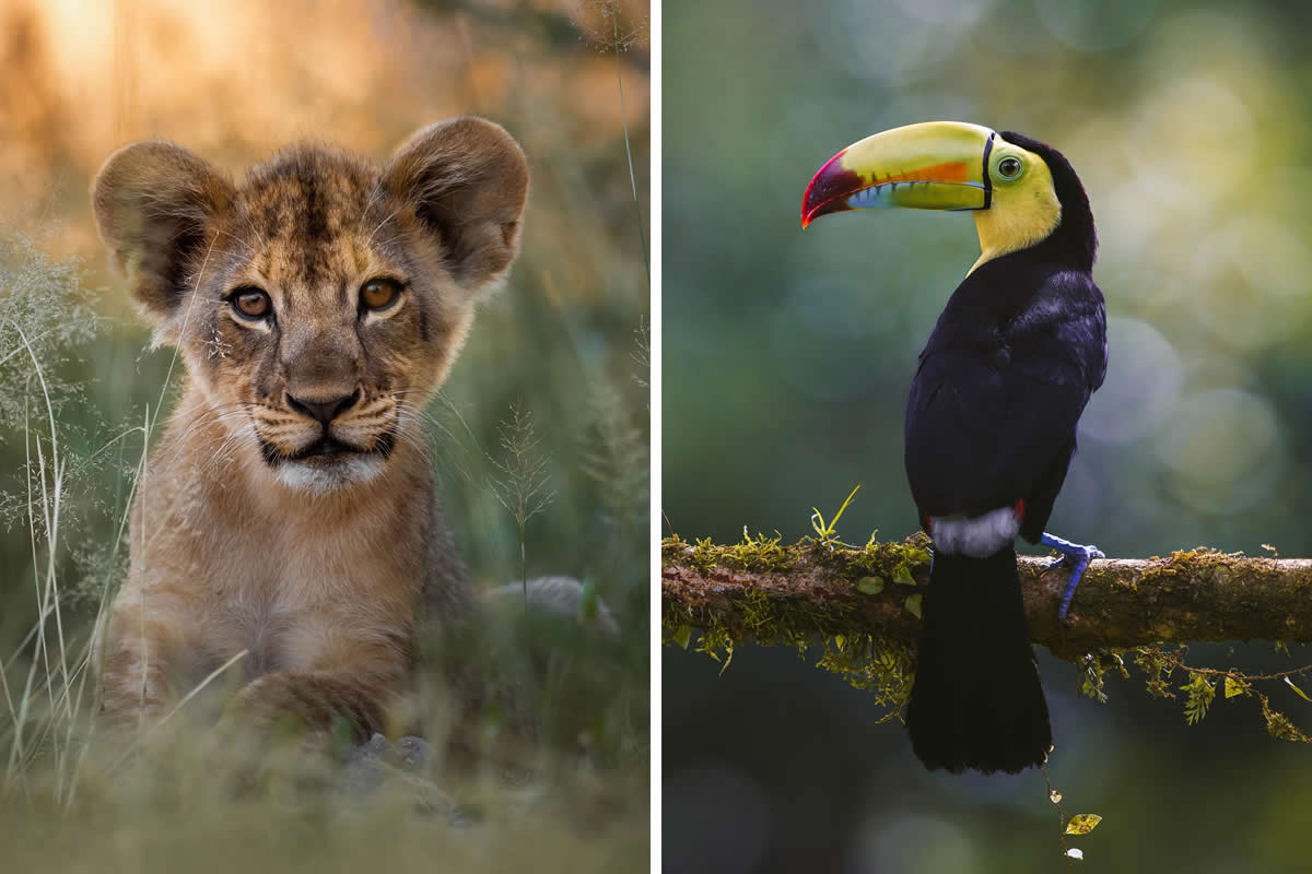 Wildlife Photography by Joren De Jager