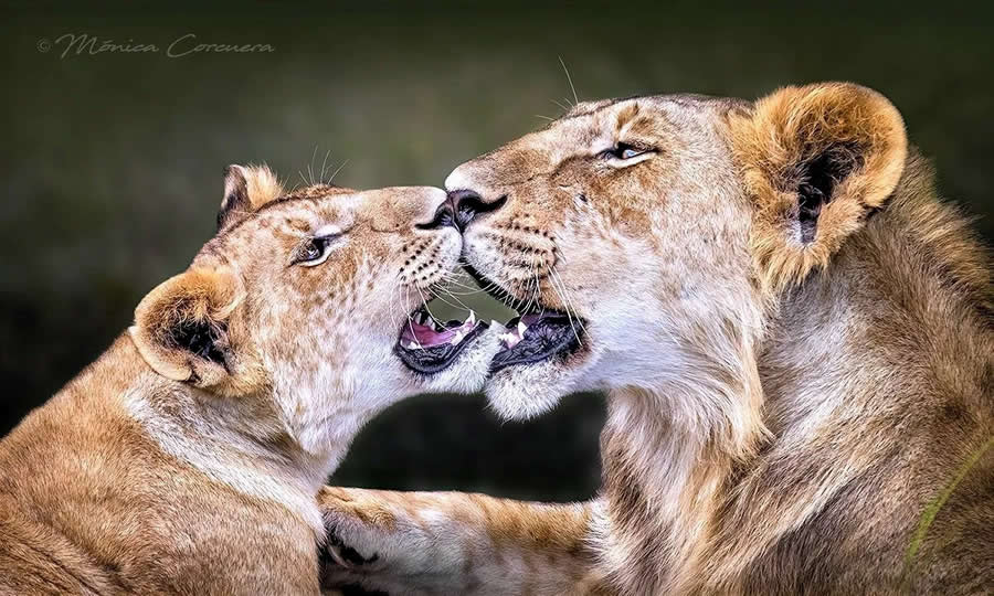 Wildlife Photography by Monica L. Corcuera