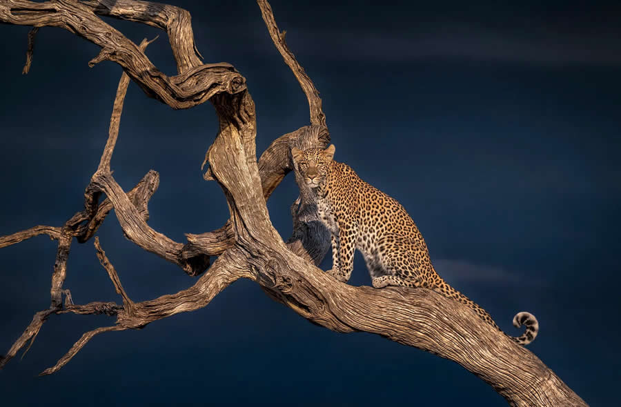 Wildlife Photography by Monica L. Corcuera