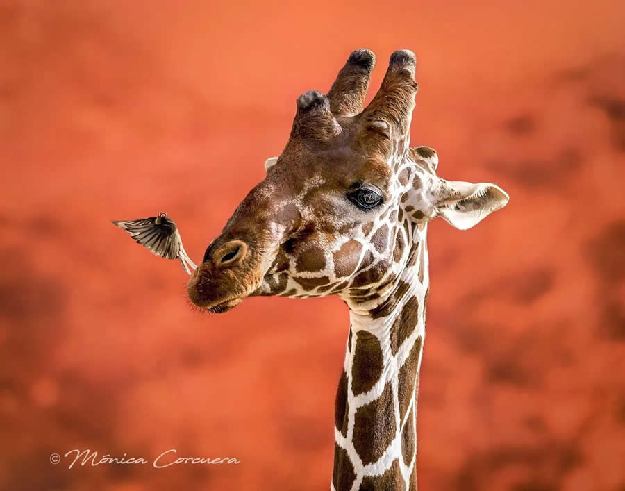 Wildlife Photography by Monica L. Corcuera