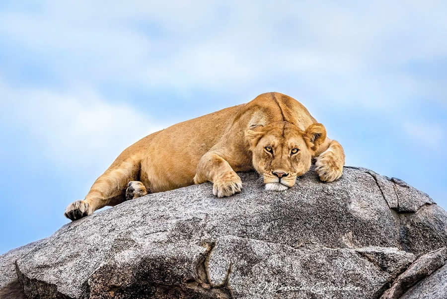 Wildlife Photography by Monica L. Corcuera