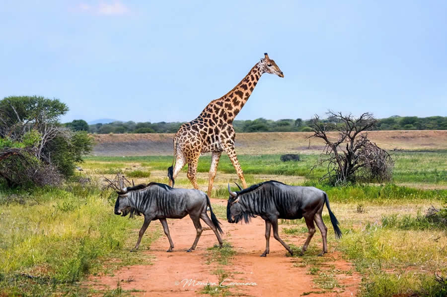 Wildlife Photography by Monica L. Corcuera