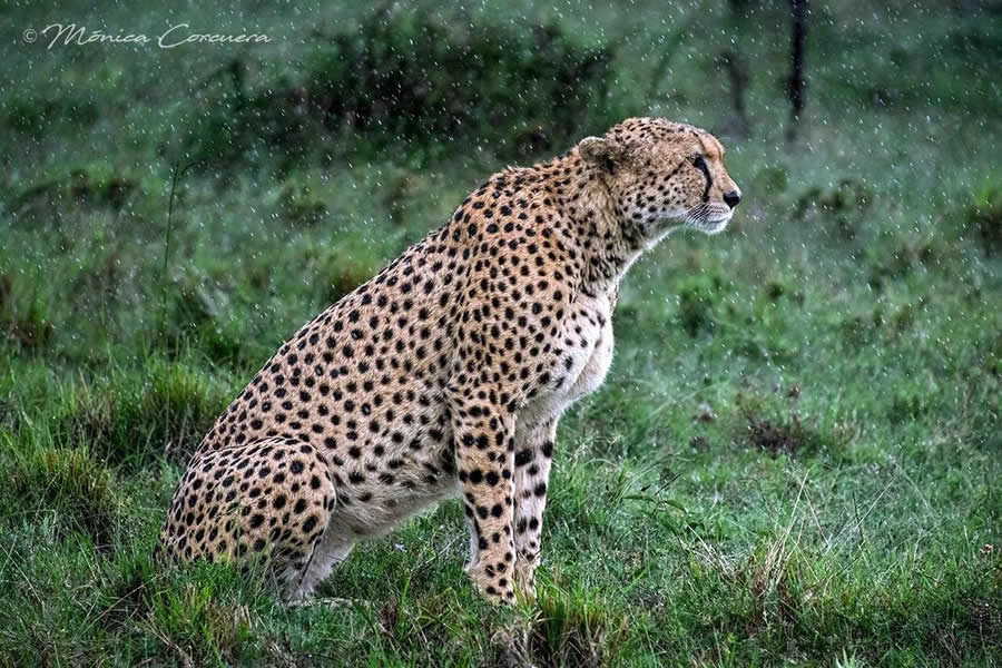 Wildlife Photography by Monica L. Corcuera