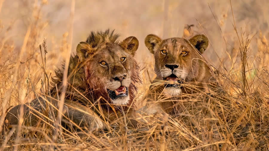 Wildlife Photography by Monica L. Corcuera