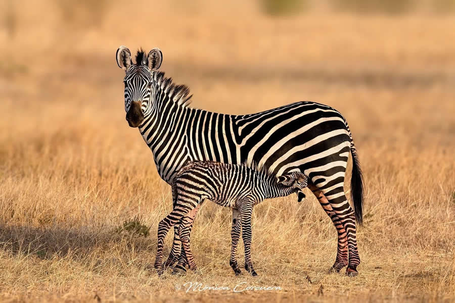 Wildlife Photography by Monica L. Corcuera