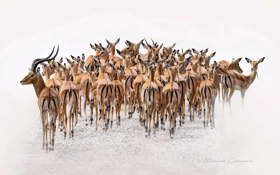 Wildlife Photography by Monica L. Corcuera