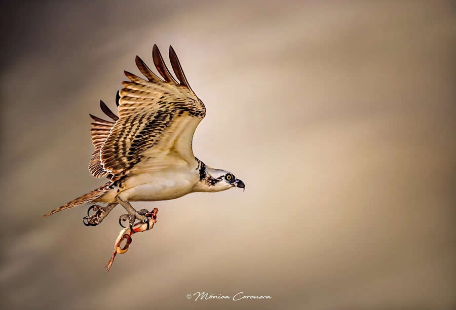 Wildlife Photography by Monica L. Corcuera