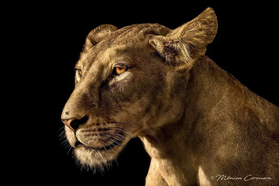 Wildlife Photography by Monica L. Corcuera