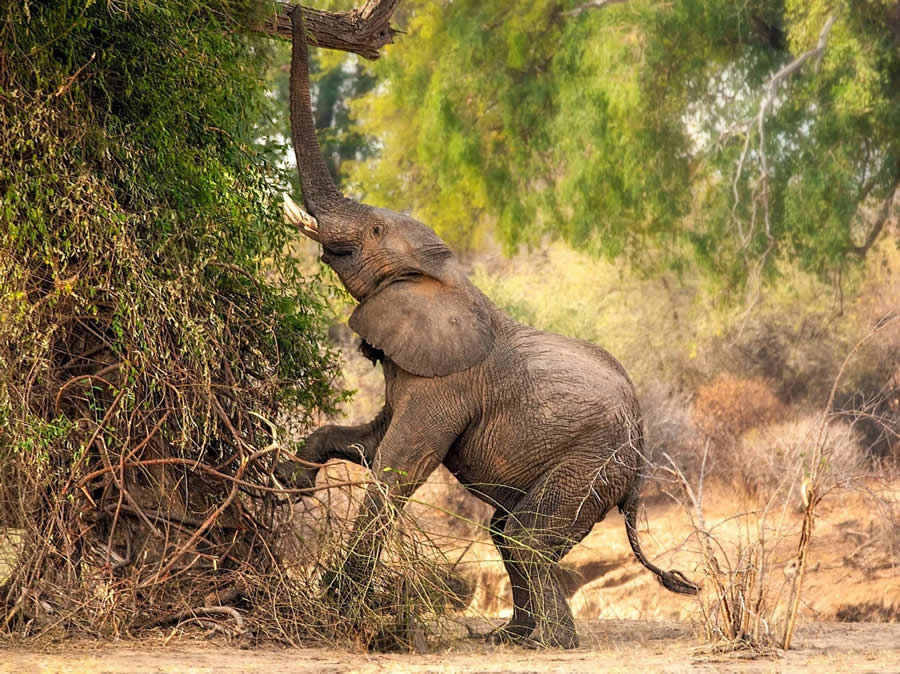 Wildlife Photography by Monica L. Corcuera