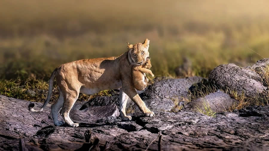 Wildlife Photography by Monica L. Corcuera