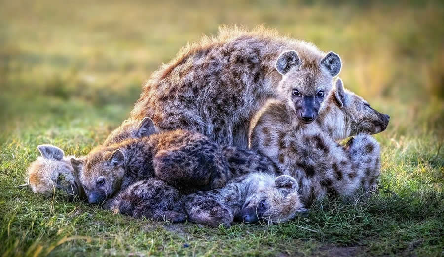 Wildlife Photography by Monica L. Corcuera