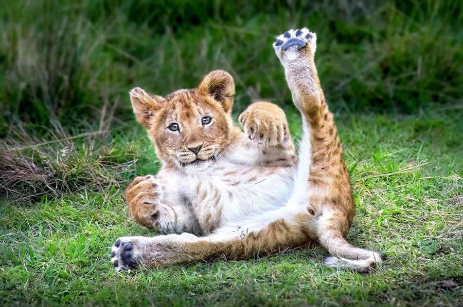 Wildlife Photography by Monica L. Corcuera