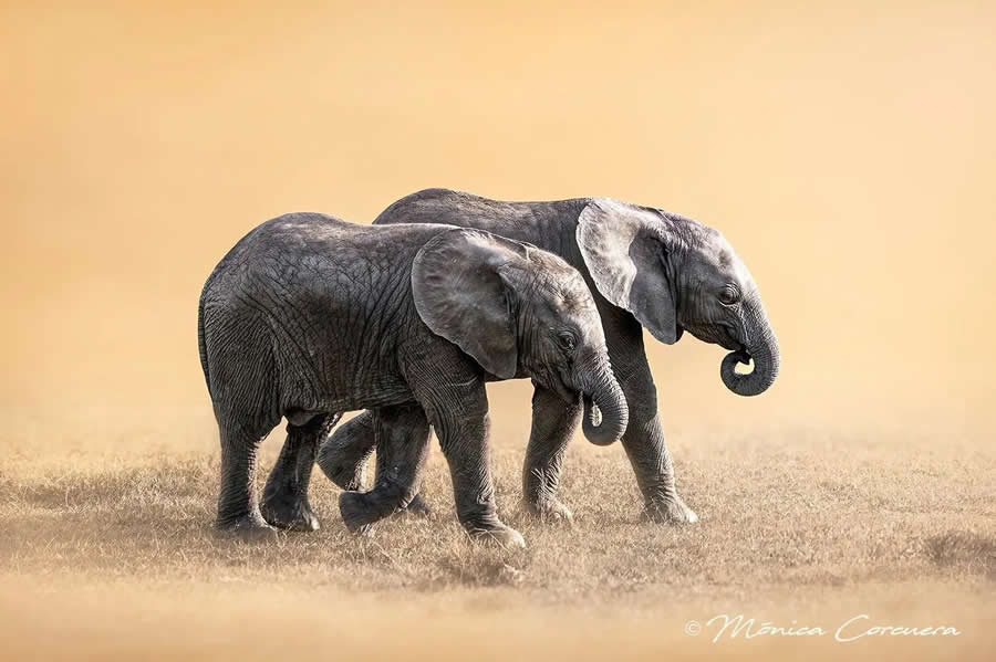 Wildlife Photography by Monica L. Corcuera