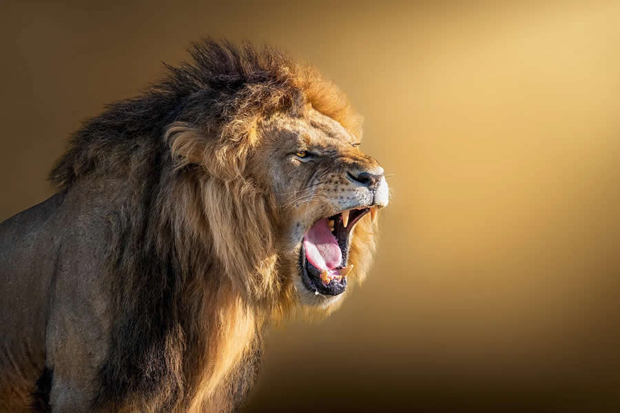Wildlife Photography by Monica L. Corcuera