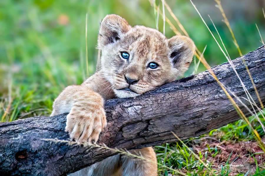 Wildlife Photography by Monica L. Corcuera
