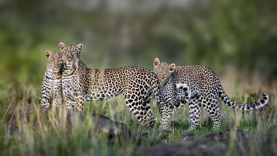 Wildlife Photography by Monica L. Corcuera