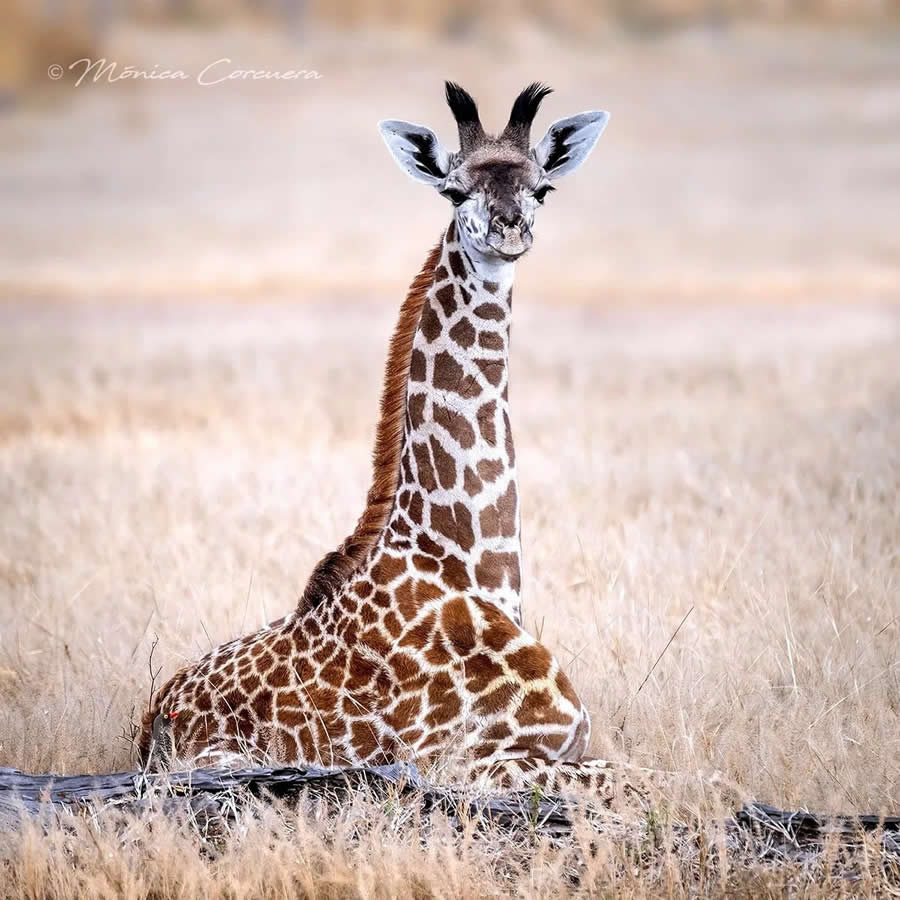 Wildlife Photography by Monica L. Corcuera