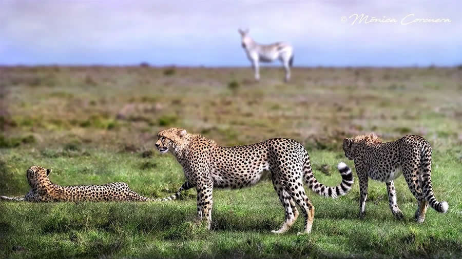 Wildlife Photography by Monica L. Corcuera