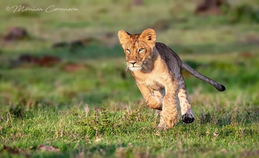 Wildlife Photography by Monica L. Corcuera