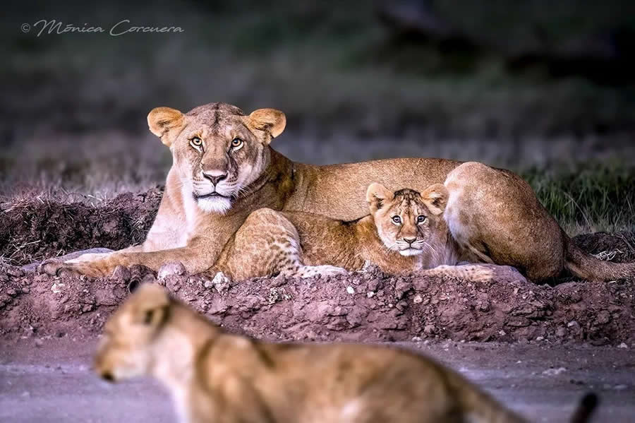 Wildlife Photography by Monica L. Corcuera