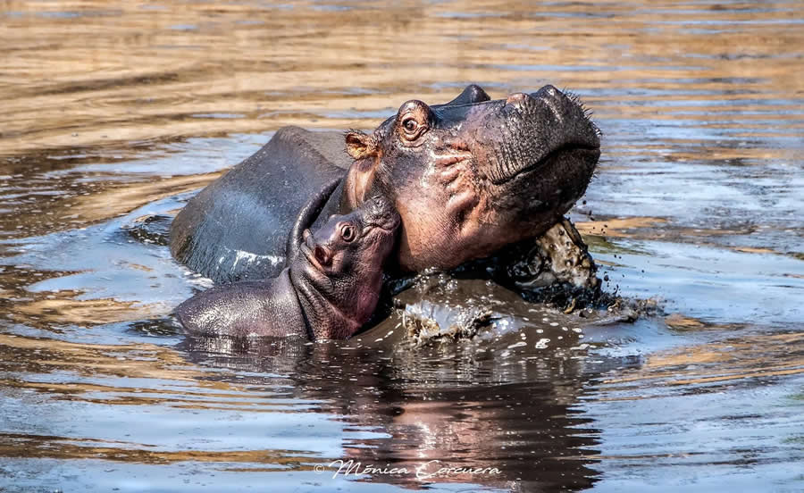 Wildlife Photography by Monica L. Corcuera