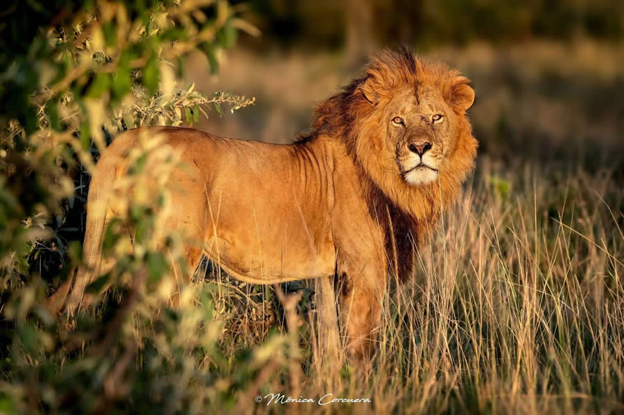 Wildlife Photography by Monica L. Corcuera
