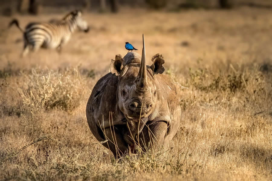 Wildlife Photography by Monica L. Corcuera