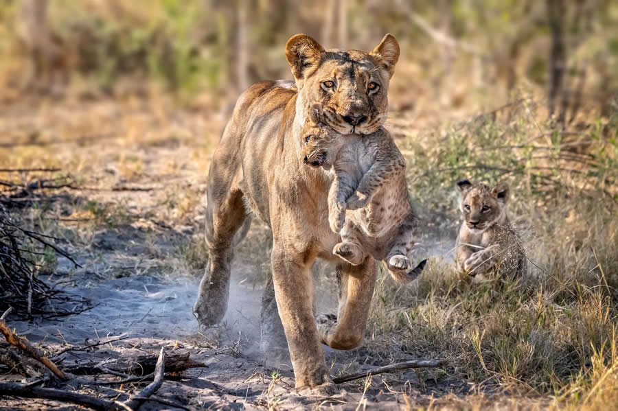 Wildlife Photography by Monica L. Corcuera