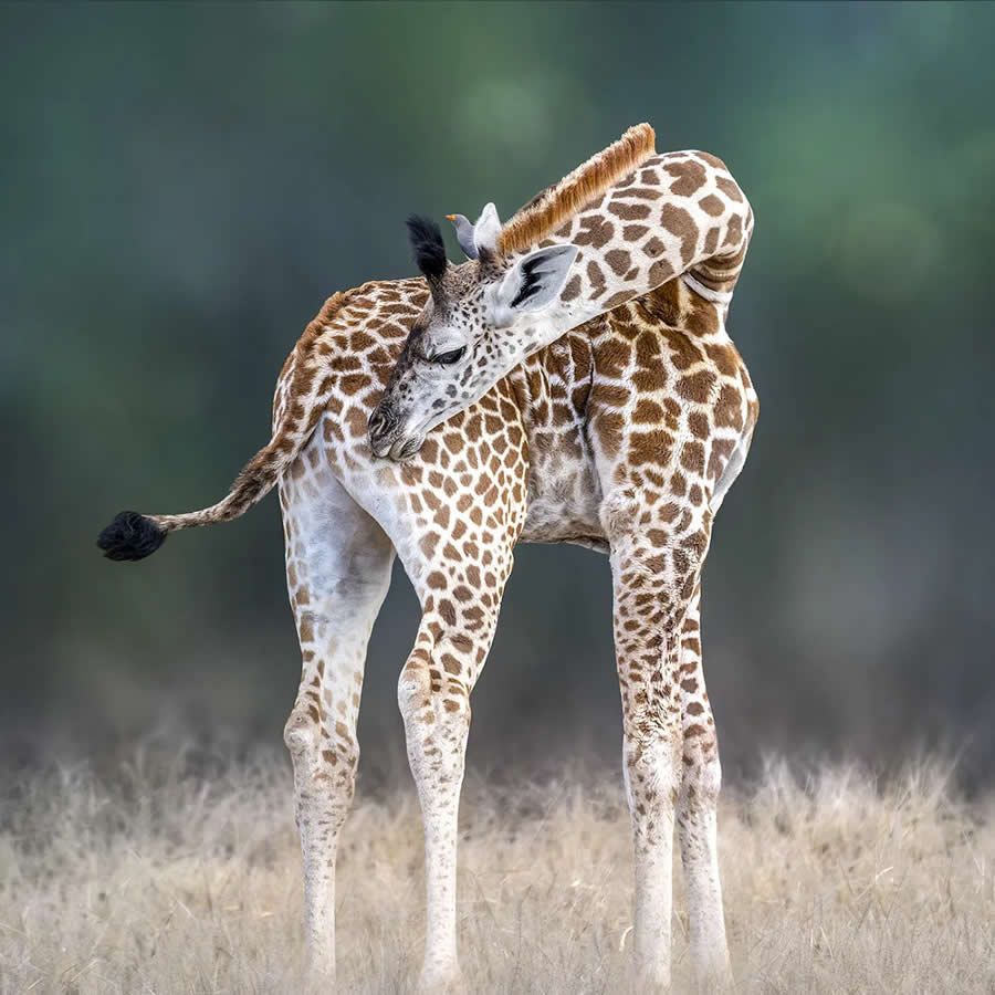 Wildlife Photography by Monica L. Corcuera