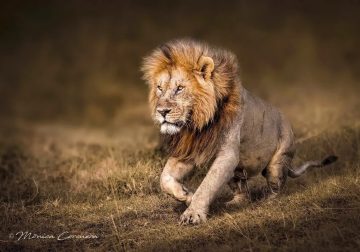 Wildlife Photography by Monica L. Corcuera