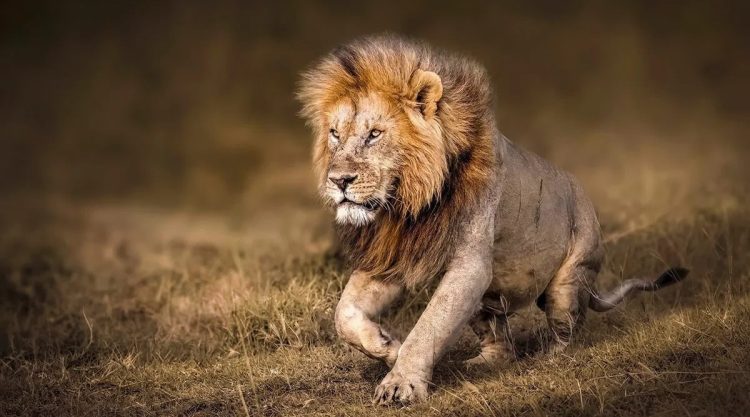 Wildlife Photography by Monica L. Corcuera