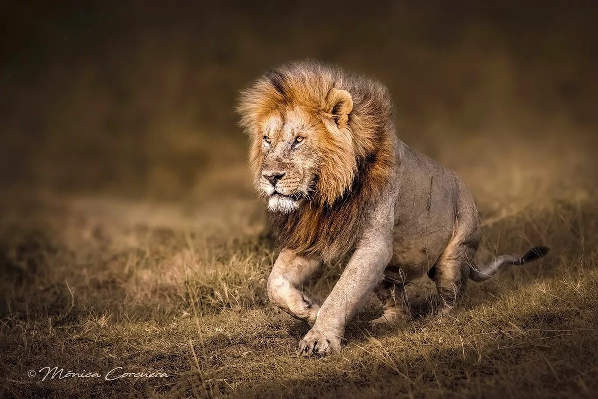 Wildlife Photography by Monica L. Corcuera
