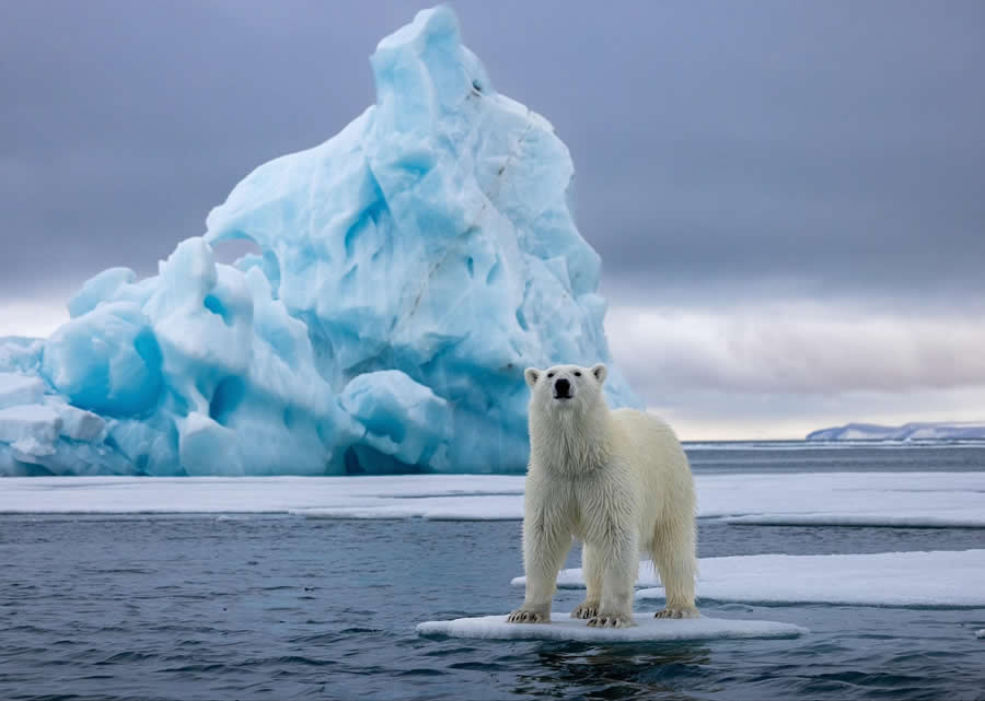 Nature and Wildlife Photography by Piet van den Bemd