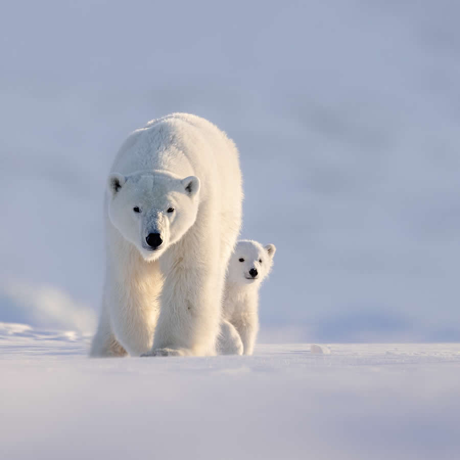 Nature and Wildlife Photography by Piet van den Bemd