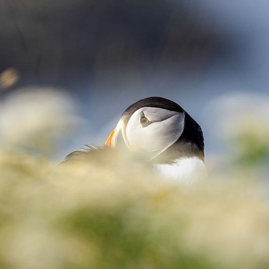 Nature and Wildlife Photography by Piet van den Bemd