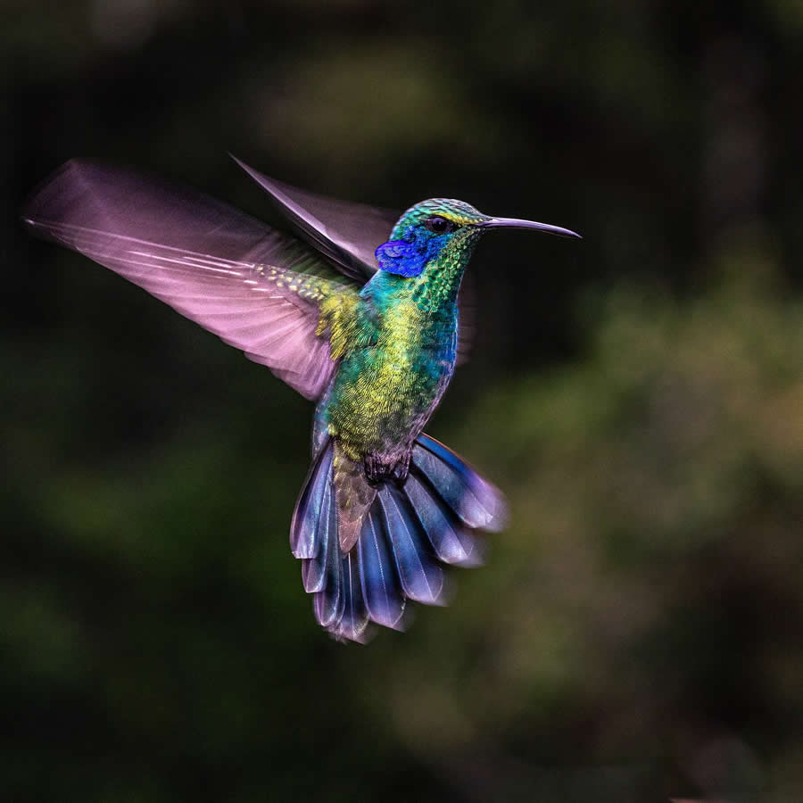 Nature and Wildlife Photography by Piet van den Bemd