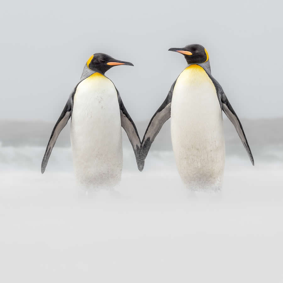 Nature and Wildlife Photography by Piet van den Bemd