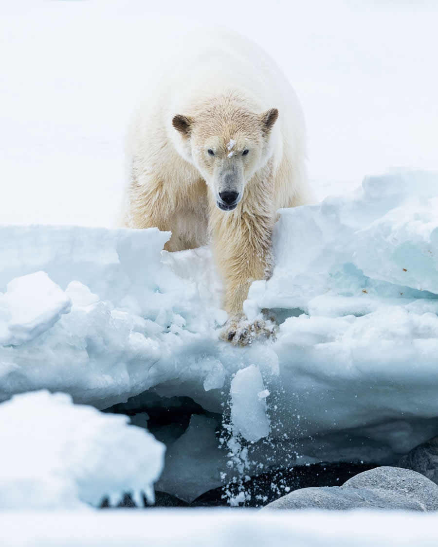 Nature and Wildlife Photography by Piet van den Bemd