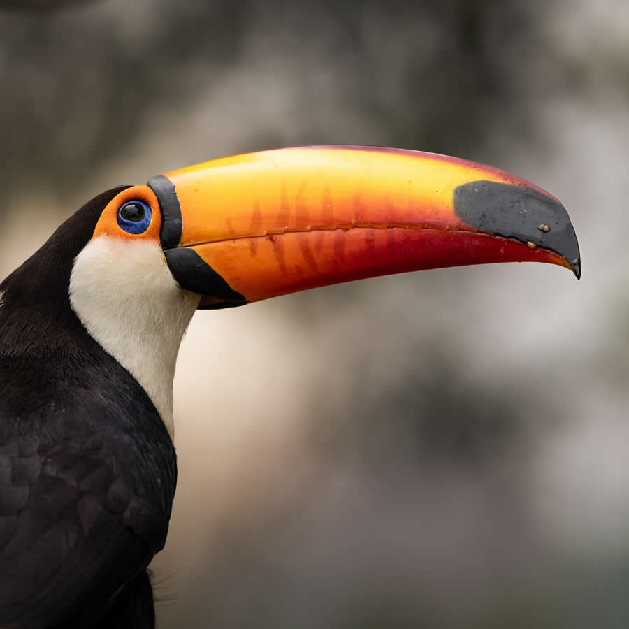 Nature and Wildlife Photography by Piet van den Bemd