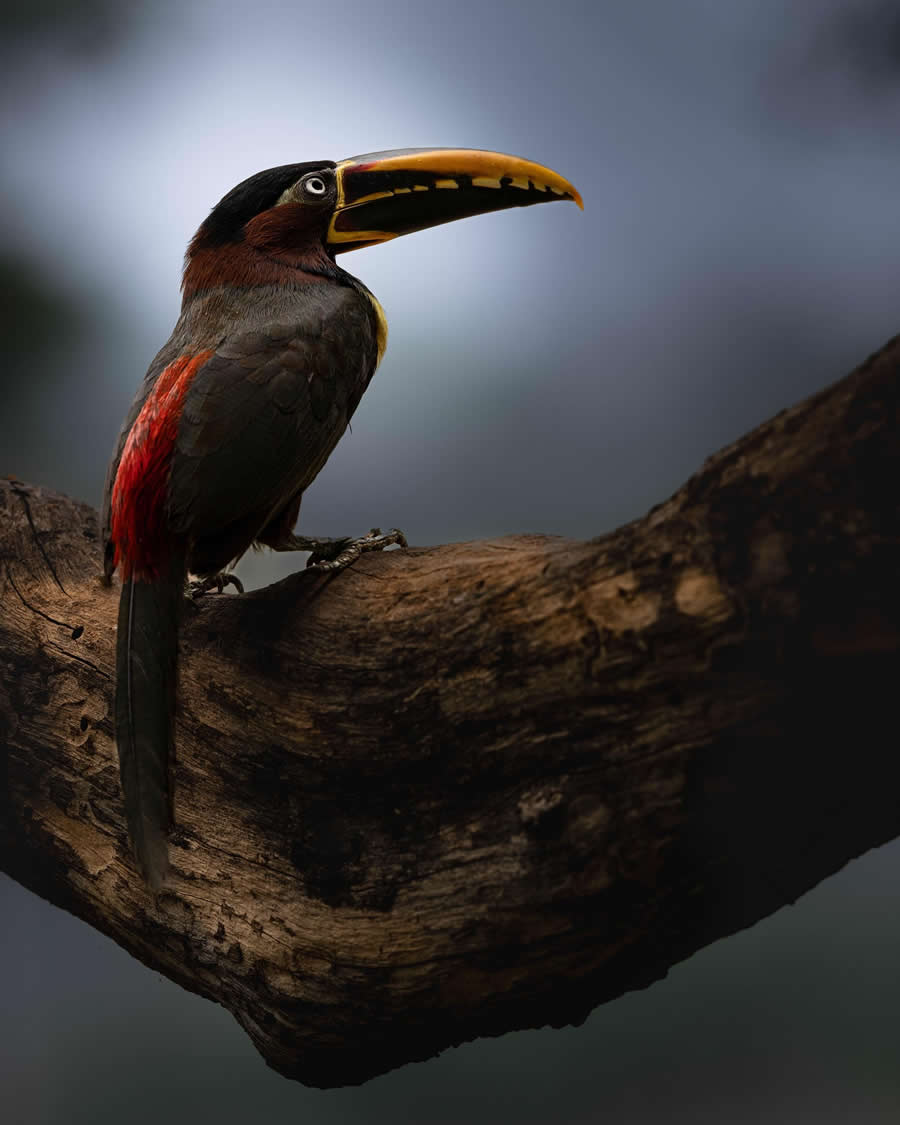 Nature and Wildlife Photography by Piet van den Bemd