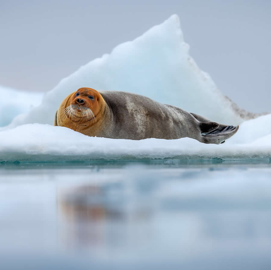 Nature and Wildlife Photography by Piet van den Bemd