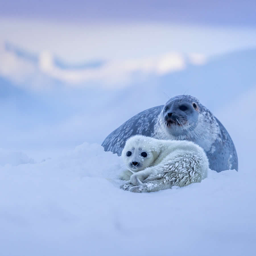 Nature and Wildlife Photography by Piet van den Bemd