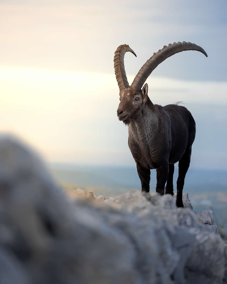 Nature and Wildlife Photography by Piet van den Bemd