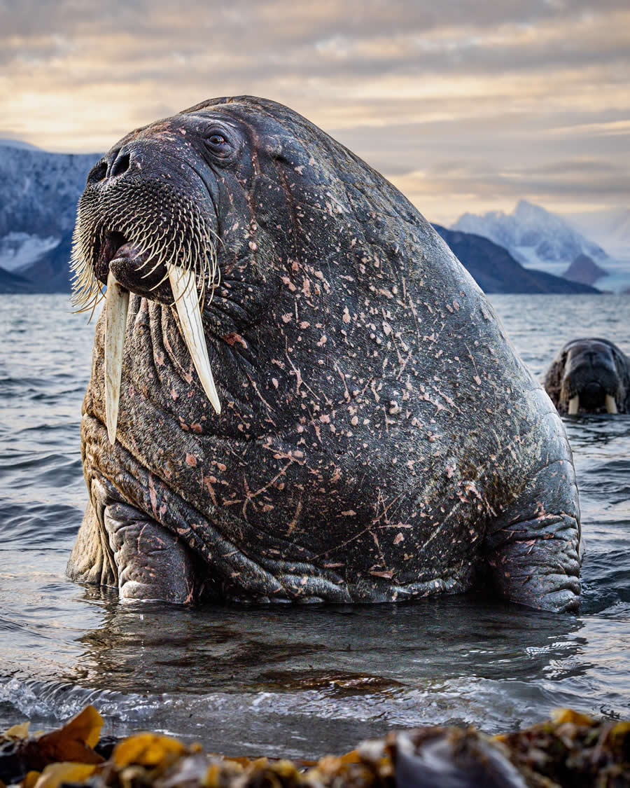 Nature and Wildlife Photography by Piet van den Bemd