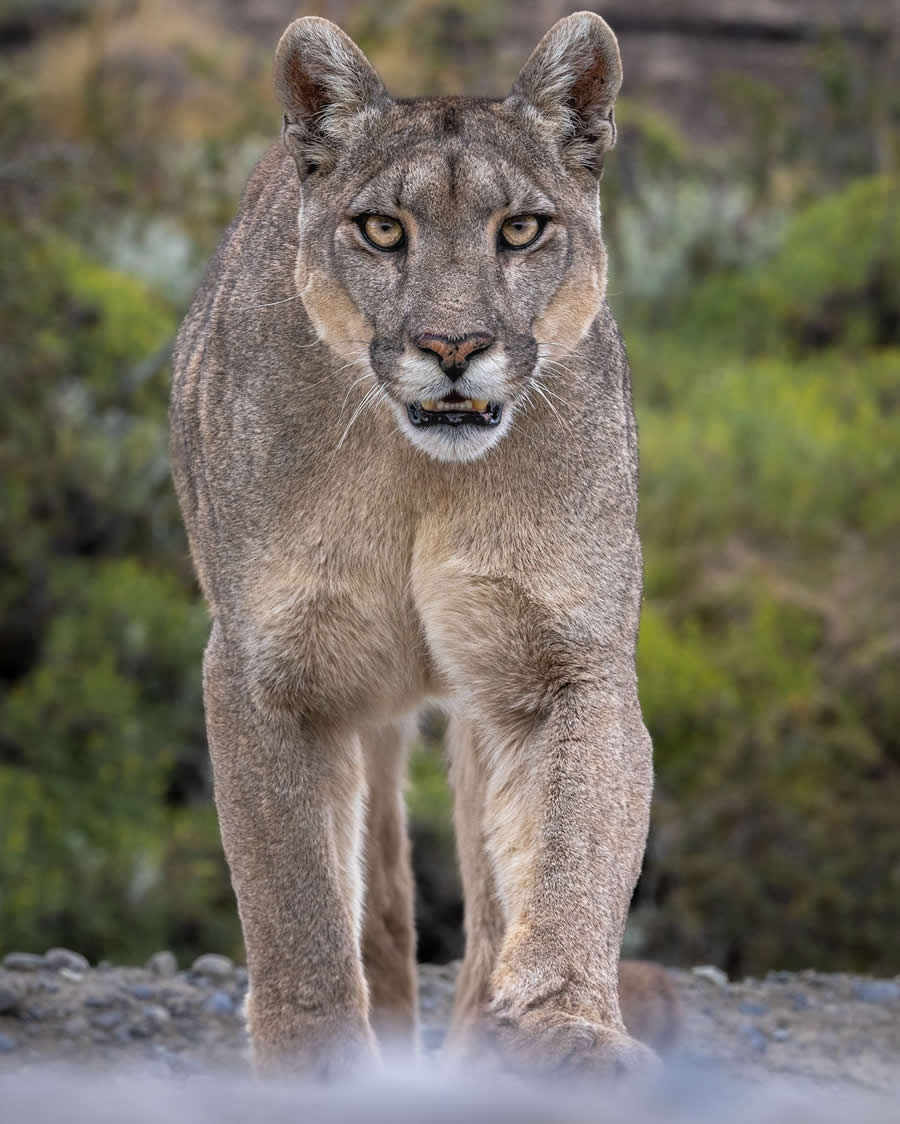 Nature and Wildlife Photography by Piet van den Bemd