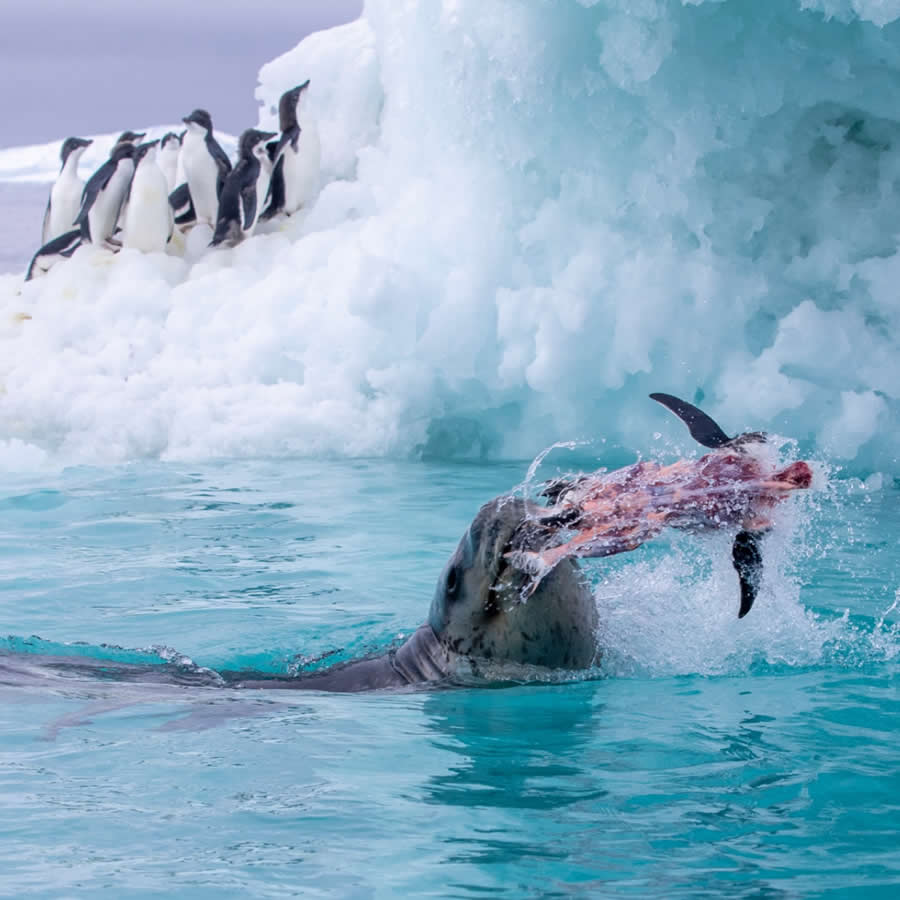 Nature and Wildlife Photography by Piet van den Bemd