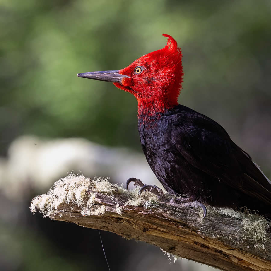 Nature and Wildlife Photography by Piet van den Bemd