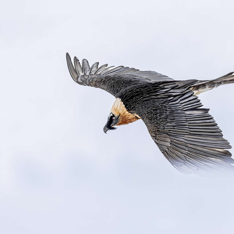 Nature and Wildlife Photography by Piet van den Bemd