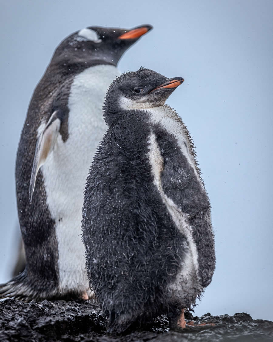 Nature and Wildlife Photography by Piet van den Bemd