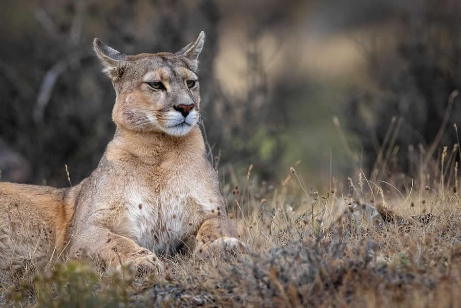 Nature and Wildlife Photography by Piet van den Bemd